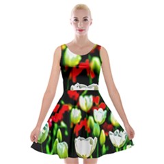 White And Red Sunlit Tulips Velvet Skater Dress