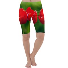 Three Red Tulips, Green Background Cropped Leggings 