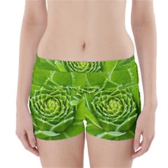 Wurz Houseleek Turmeric Plant Boyleg Bikini Wrap Bottoms by Pakrebo