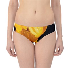 Yellow Poppies Hipster Bikini Bottoms by Audy