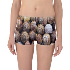 Snail Shells Pattern Arianta Arbustorum Reversible Boyleg Bikini Bottoms by artworkshop